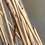 IMG_1449  Phragmite des joncs